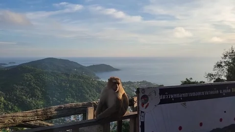Animals, monkeys with a beautiful view of the ocean 스톡 동영상 252506898