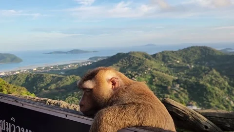 Animals, monkeys with a beautiful view of the ocean 스톡 동영상 252507186