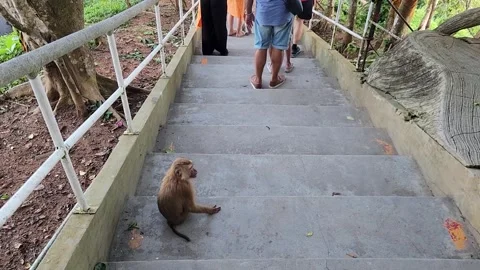 Animals, monkeys with a beautiful view of the ocean 스톡 동영상 252507959