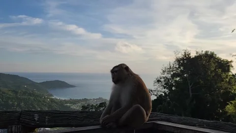 Animals, monkeys with a beautiful view of the ocean 스톡 동영상 252507987