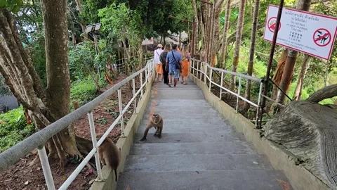 Animals, monkeys with a beautiful view of the ocean Stock-Footage 252509940