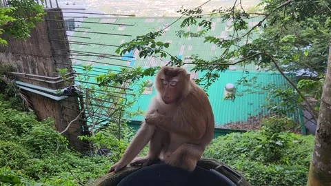 Animals, monkeys with a beautiful view of the ocean Stock-Footage 252510987