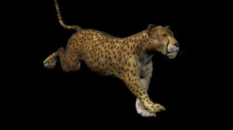 Animals In Motion: Cheetah 動画素材 587614