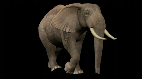 Animals In Motion: Elephant 動画素材 588050