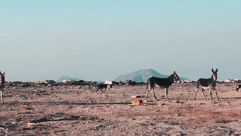 Animals on a Mountain 스톡 동영상 210541043