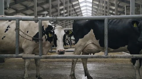 Animals move around the cowshed and eat food. Shooting on a livestock farm Stock Footage 201446586