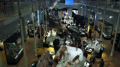 Animals in museum, edinburgh Stock Footage 83267515