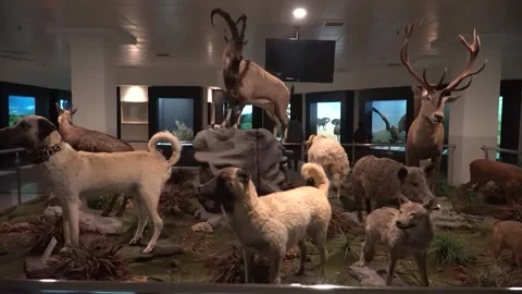 Animals in Museum Stock Footage 241564401