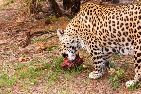 Animals of Namibia Stock Photos