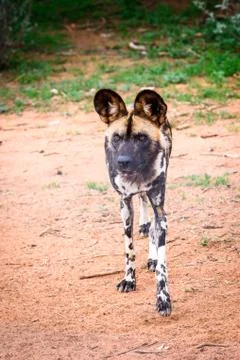 Animals of Namibia Stock Photos