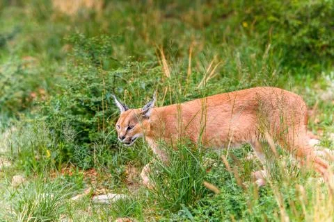 Animals of Namibia Stock Photos