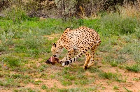 Animals of Namibia Stock Photos