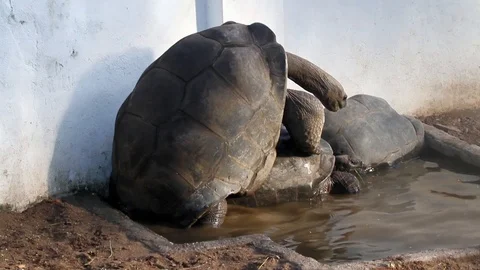 Animals &amp; Nature Stock Footage 124346895