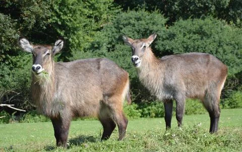 Animals in nature Stock Photos