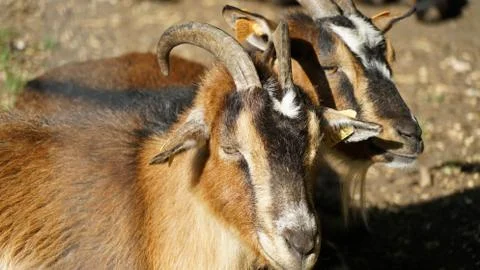 Animals in the park Stock Photos