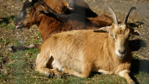 Animals in the park 写真素材