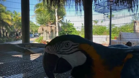 Animals, parrot in front of the camera Stock Footage 141231074