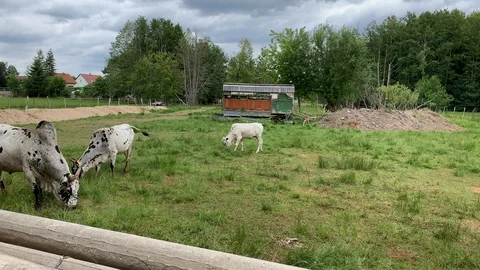 Animals pastures in romantic nature Stock Footage 112026332