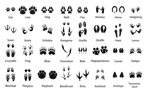 Animals paw prints Stock Illustration
