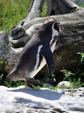 Animals - penguins Stock Photos