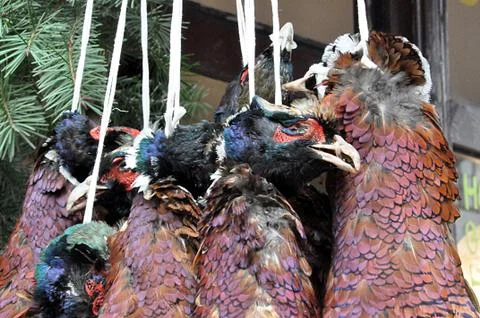 Animals  pheasant Stock Photos