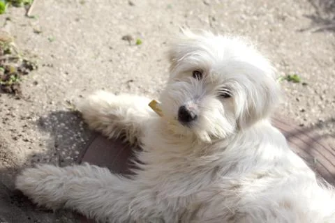 Animals 스톡 사진