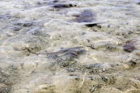 Animal(s) Stock Photos