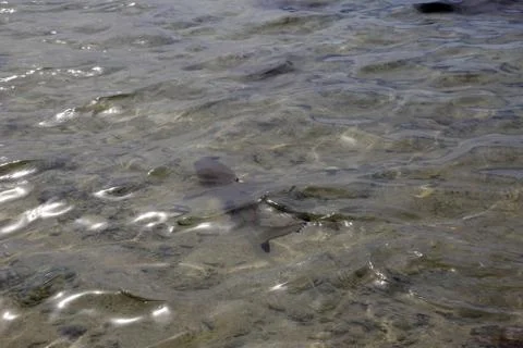 Animal(s) Stock Photos