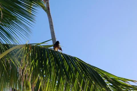 Animal(s) Stock Photos