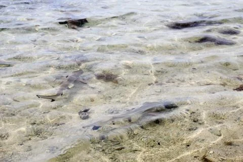 Animal(s) Stock Photos