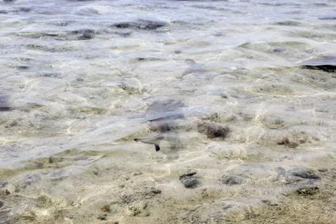 Animal(s) Stock Photos