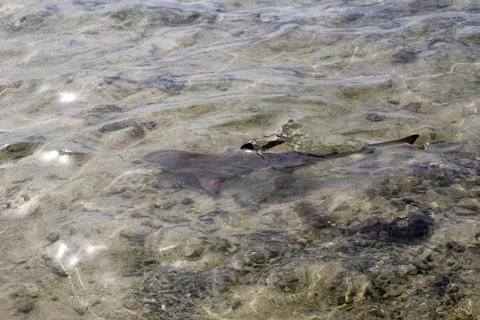 Animal(s) Stock Photos