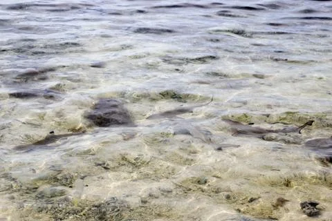 Animal(s) Stock Photos