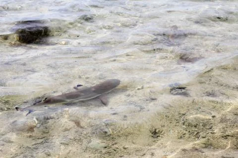 Animal(s) Stock Photos