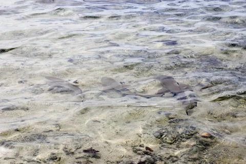 Animal(s) Stock Photos