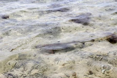 Animal(s) Stock Photos