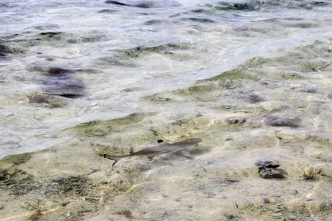 Animal(s) Stock Photos