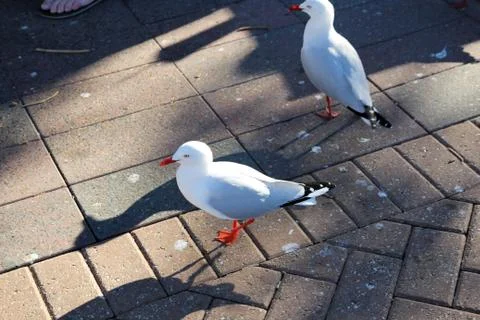 Animal(s) Stock Photos