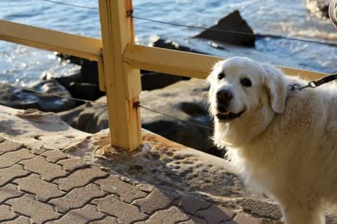 Animal(s) Stock Photos