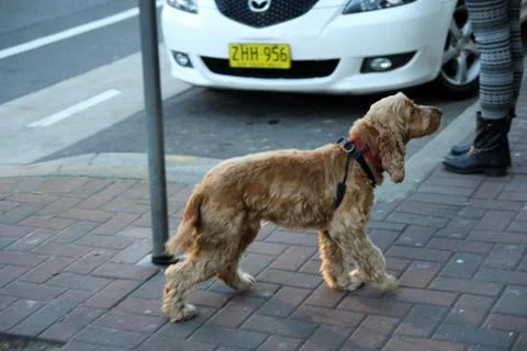 Animal(s) Stock Photos