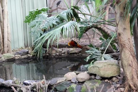 Animal(s) Stock Photos