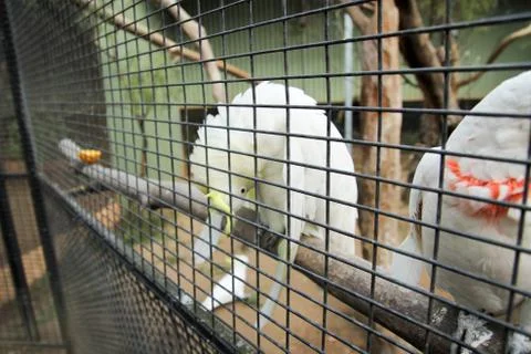 Animal(s) Stock Photos