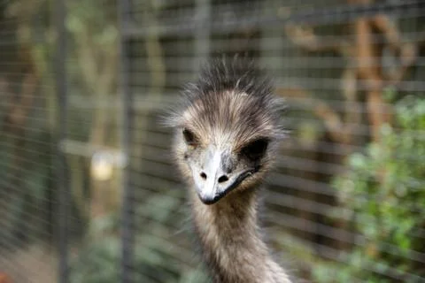 Animal(s) Stock Photos