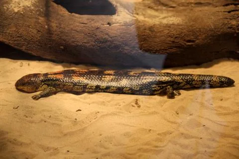 Animal(s) Stock Photos