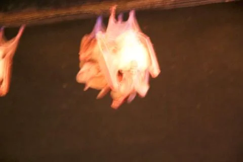 Animal(s) Stock Photos