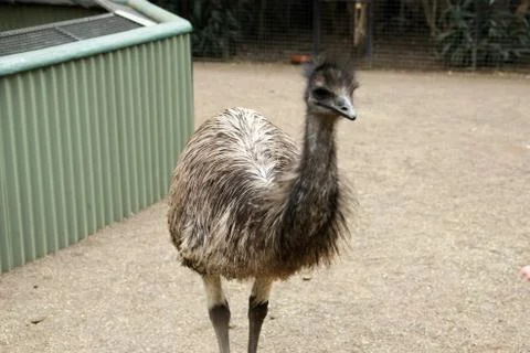 Animal(s) Stock Photos