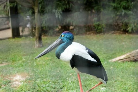 Animal(s) Stock Photos