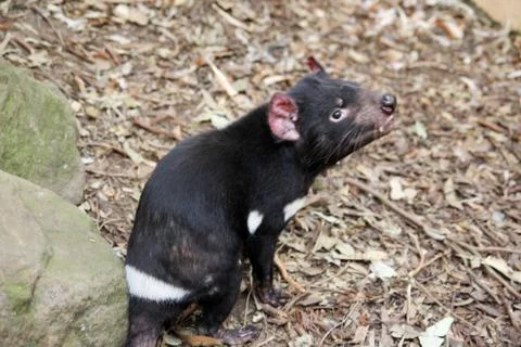 Animal(s) Stock Photos