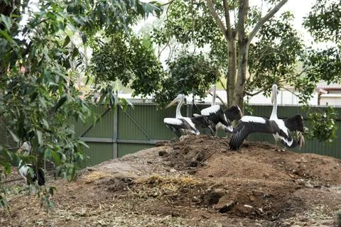 Animal(s) Stock Photos