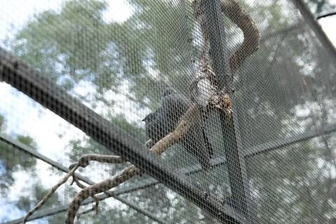 Animal(s) Stock Photos